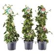 3 kleuren passiflora