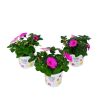 Petunia surfinia plantjes kopen