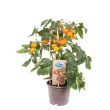Cherrytomaat oranje