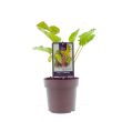 Rabarber plant