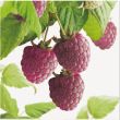 Framboos Autumn Passion