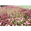 Saxifraga in bloei