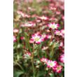 Saxifraga in bloei