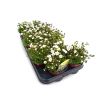Saxifraga wit