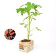 Tomatenplant San Marzano