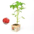 Tomatenplant Sweet baby