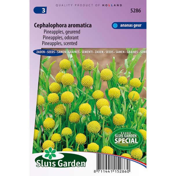 Pineapples, Cephalophora geurend