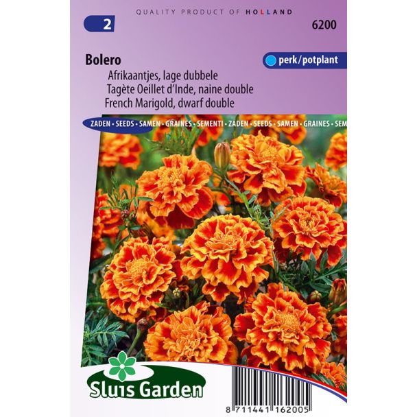 Lage Afrikaantjes, bloemenzaad