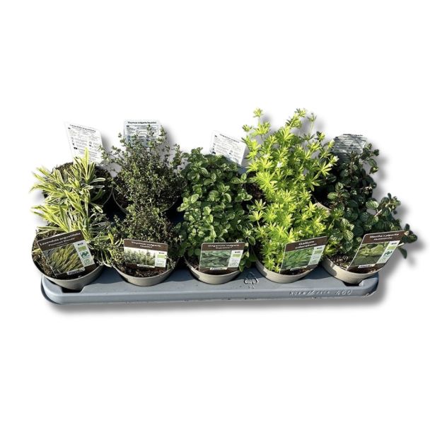 Biologische kruidenplanten van moestuinenbloem.nl