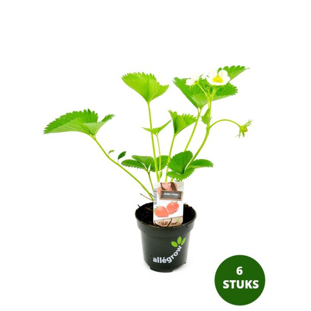 Aardbeiplant 'Vima Xima' - 6 stuks - zomerbloeier/junidrager - nu planten, volgend jaar oogsten