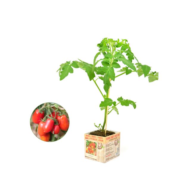 Italiaanse tomatenplant = Roma tomaat