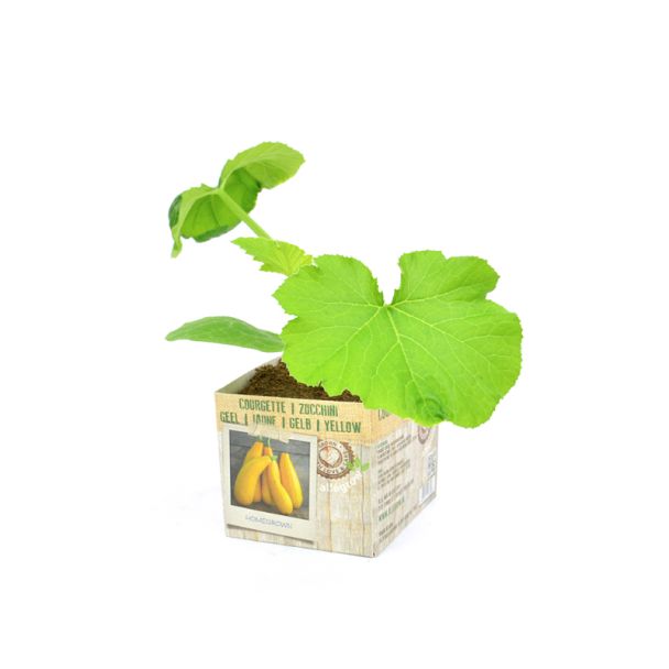 Gele courgette in perspot
