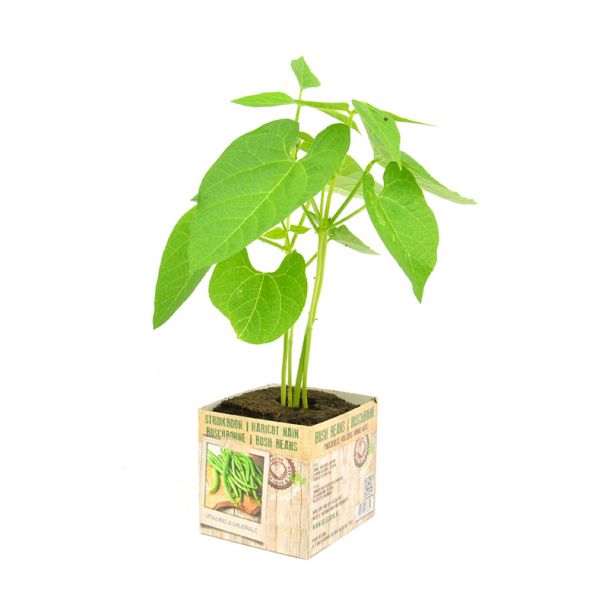 Struikboon koop je bij moestuinenbloem.nl