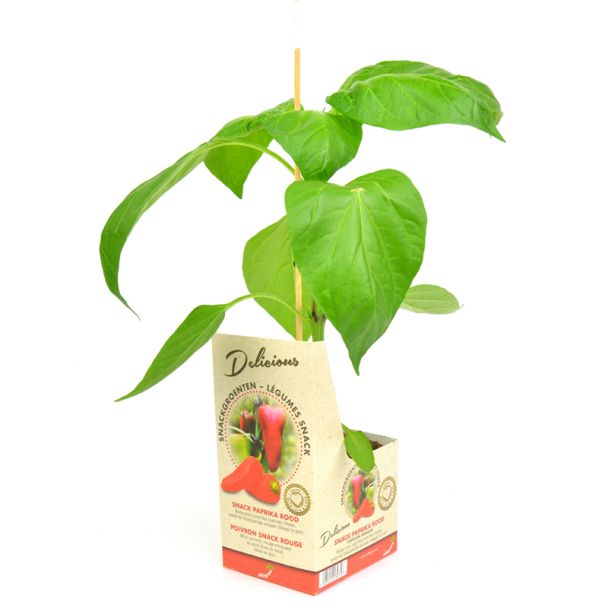 Snack paprika - Rood - Delicious  - 1 plant