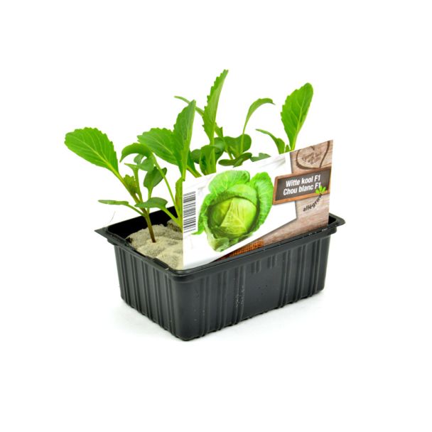 Witte kool plantjes