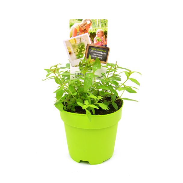 Citroenverbena - groene pot (Ø13cm)