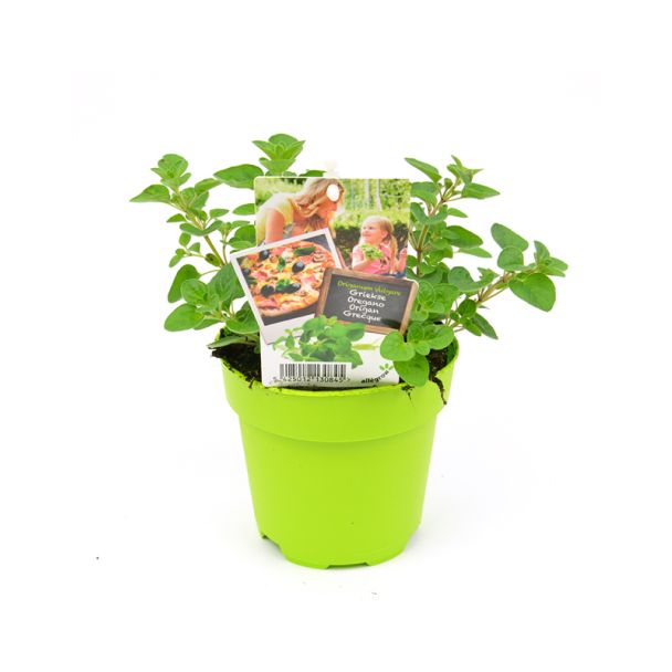 Oregano - potmaat Ø13 cm
