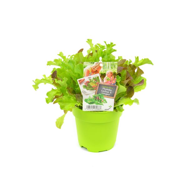 Pluksla in pot