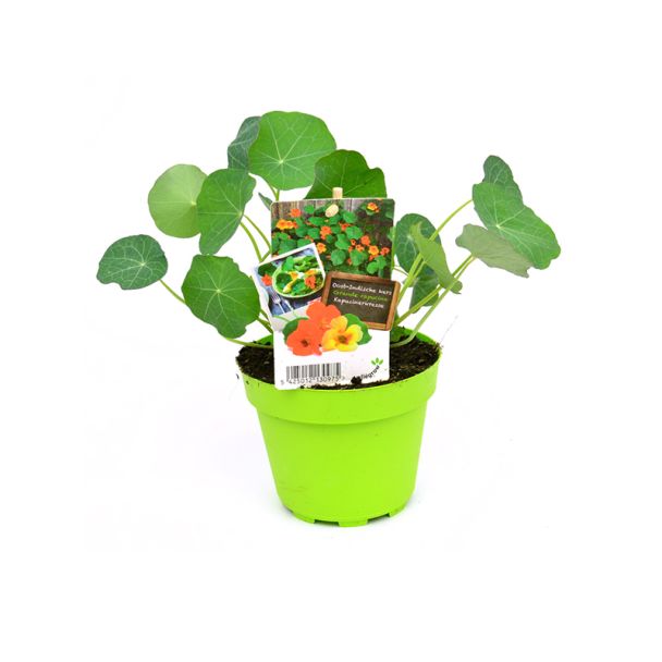 Oost-Indische kers - eetbaar - potmaat Ø13 cm