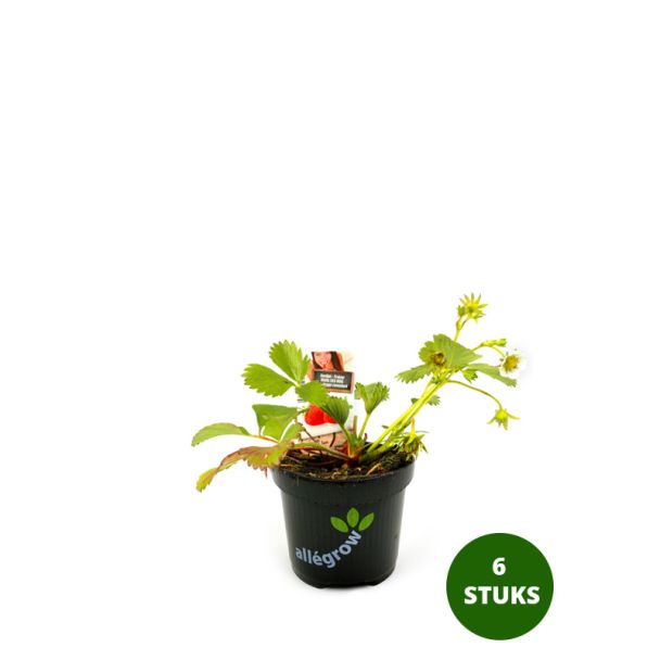 Mara de Bois aardbeien
