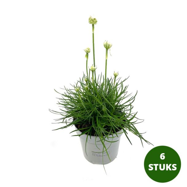 Engels gras - 6 stuks - Armeria maritima
