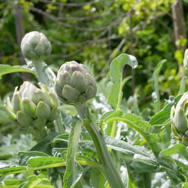 De dichte knoppen van de artisjok plant zijn eetbaar