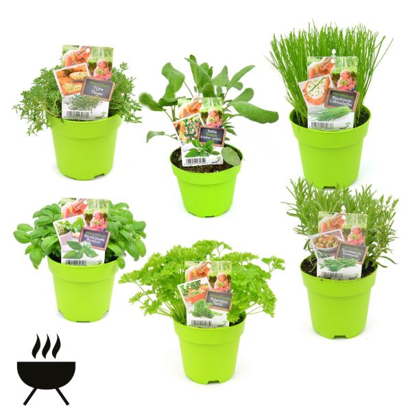 Kruidenplantenmix speciaal voor barbecue - 6 stuks