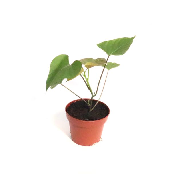 Biologische zoete witte aardappelplant