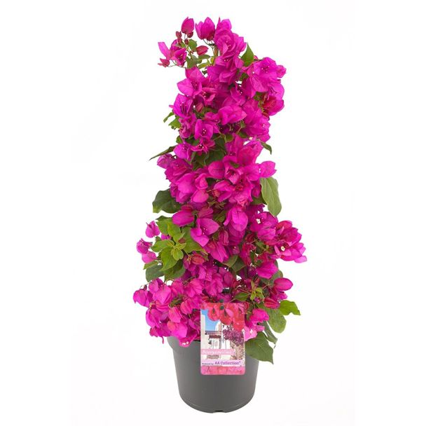 Bougainville pyramide - verrassing - ca. 70cm hoog 