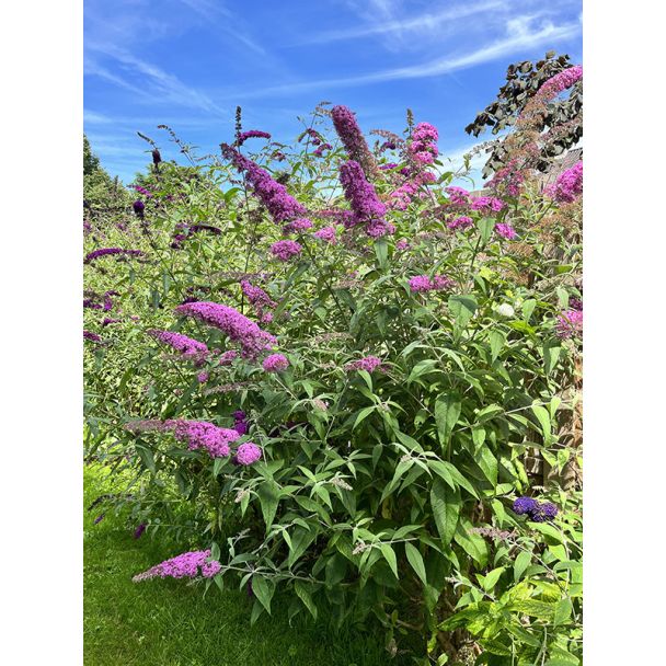 Vlinderstruik - Buddleja Davidii - keuze uit meerdere kleuren