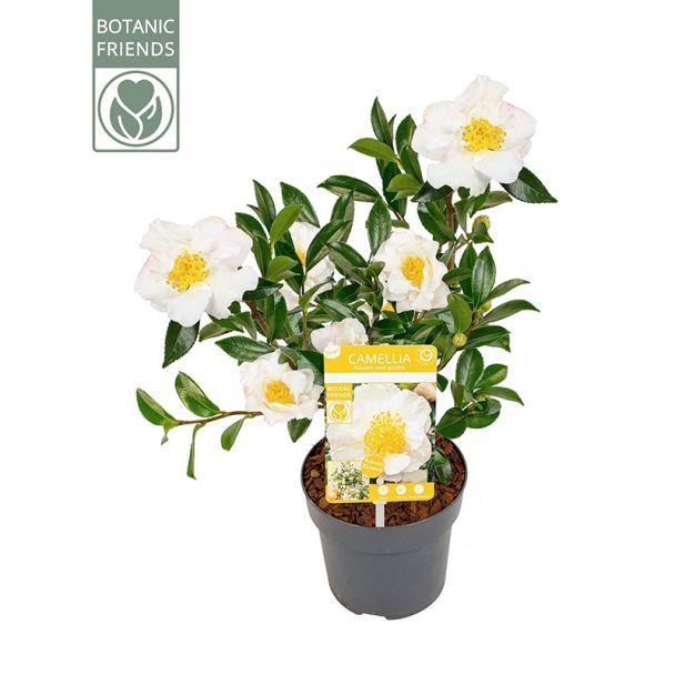 Camellia