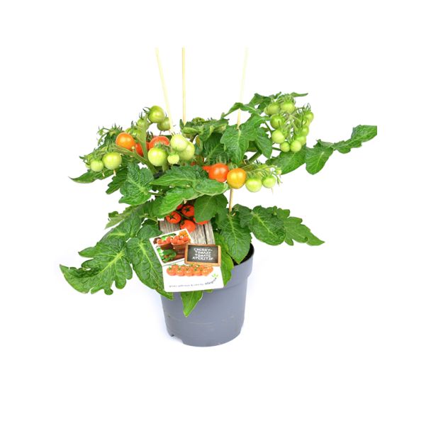 Cherrytomatenplant in pot vol met vruchten