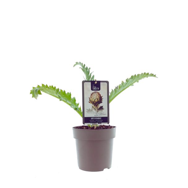 Artisjokplant kopen