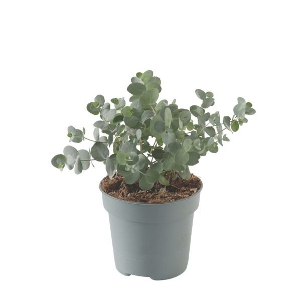 Eucalyptus Silver Dollar