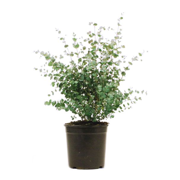 Eucalyptus Gunnii