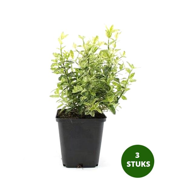 Kardinaalsmuts kopen