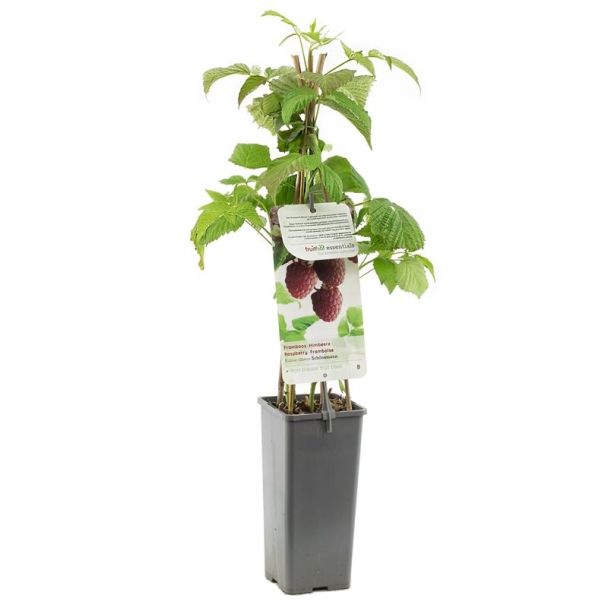 Framboos - Rubus idaeus Schönemann - H60cm 