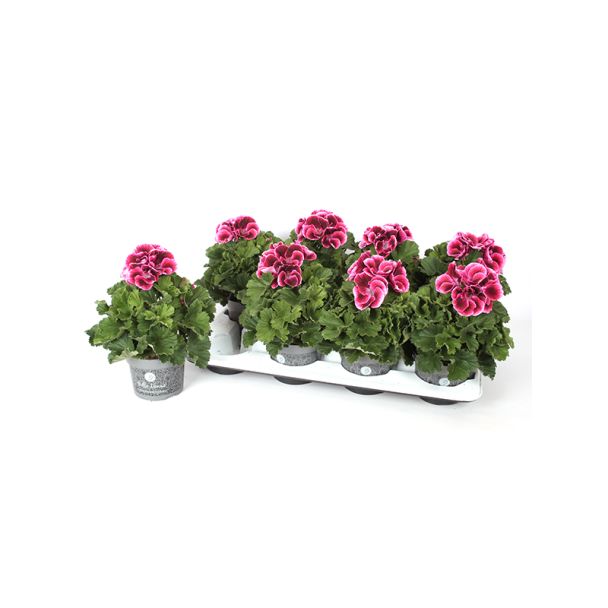Franse geraniums - 6 stuks - roze tinten - Pelargonium Grandiflorum