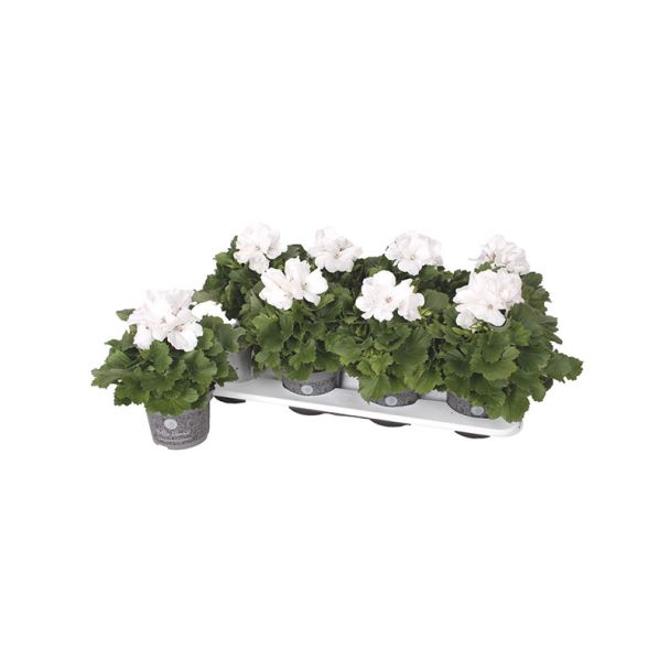 Franse geraniums