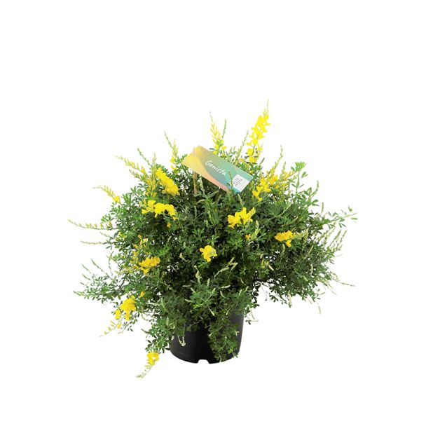 Genista struik