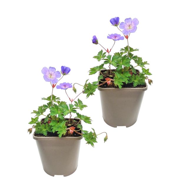 Geranium 'Rozanne' (Ooievaarsbek) - 2 planten (Ø15cm)