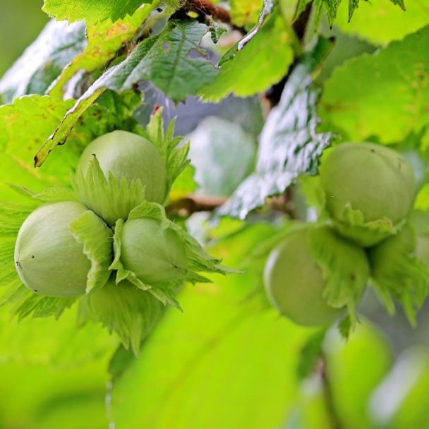 Hazelnoot  'Garibaldi' (Corylus avellana) - ca. 50cm hoog 