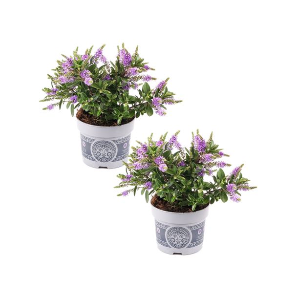 Hebe andersonii - paarsblauwe bloemen - 2 planten - potmaat 12 cm