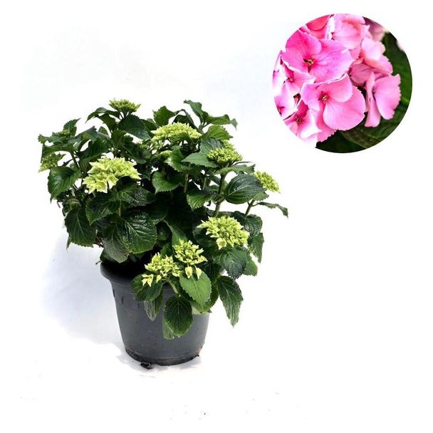 Hortensia roze - 15-20 cm hoog - Ø19cm - 1 plant