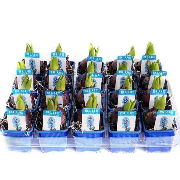 Hyacinten blauw - 20 stuks - bloembollen op pot (Ø7cm)
