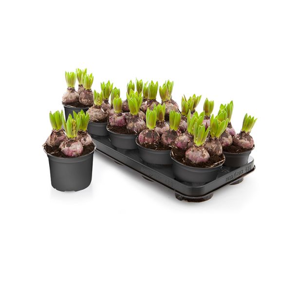 Hyacinten roze - 9 stuks - bloembollen op pot (Ø12cm)
