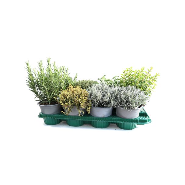 Kruidenplanten gemengd Ø12cm