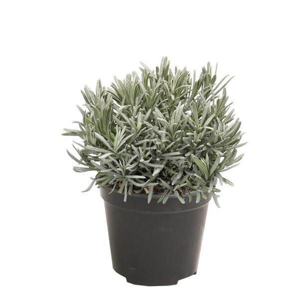 Lavendel in pot