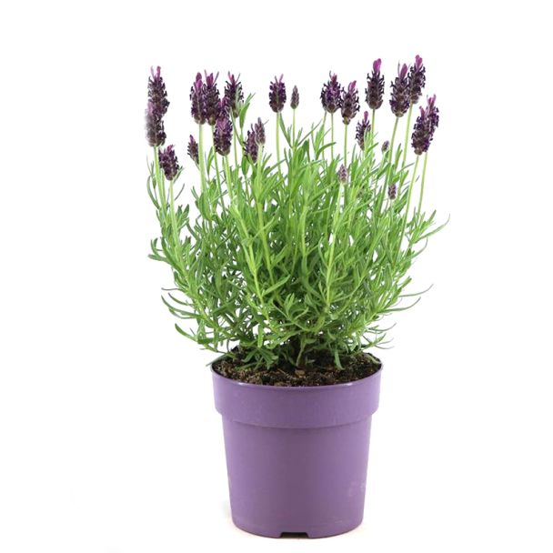 Vlinderlavendel
