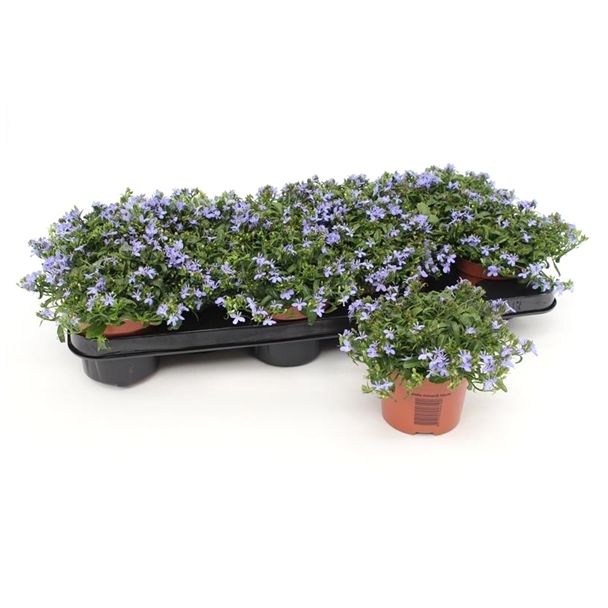 Lobelia - perkplanten - 6 kwekerspotjes